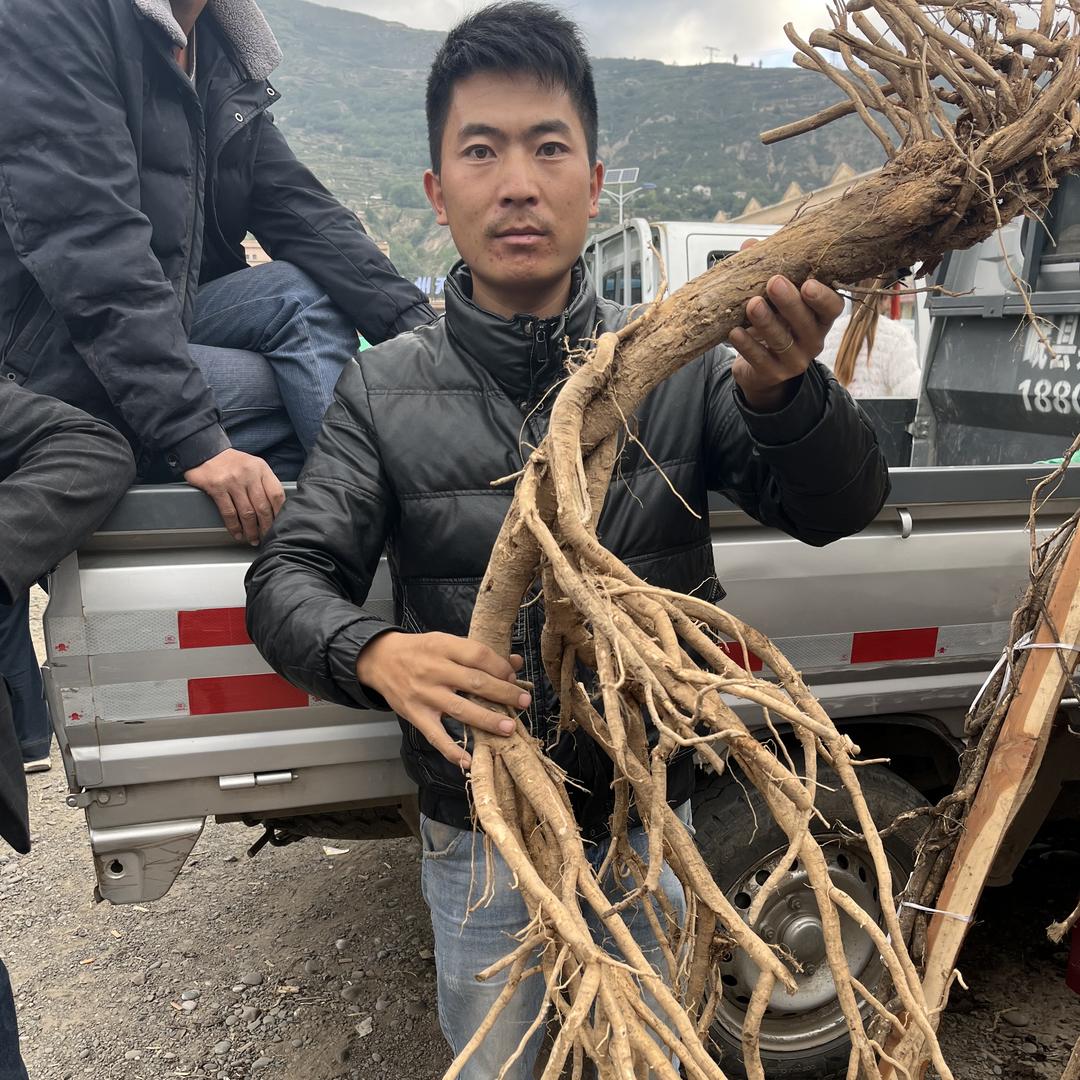 岷县小张滋补