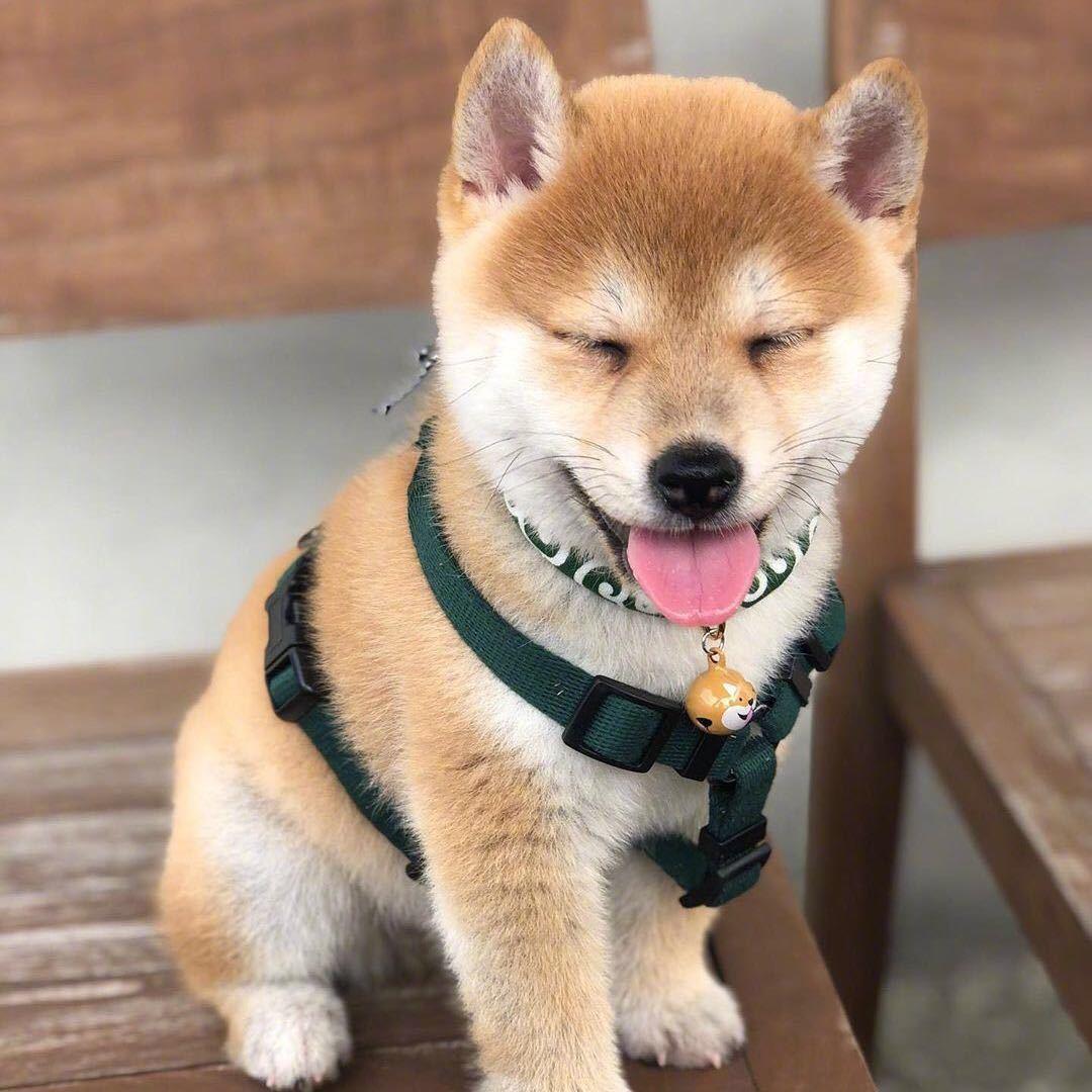 Kyo