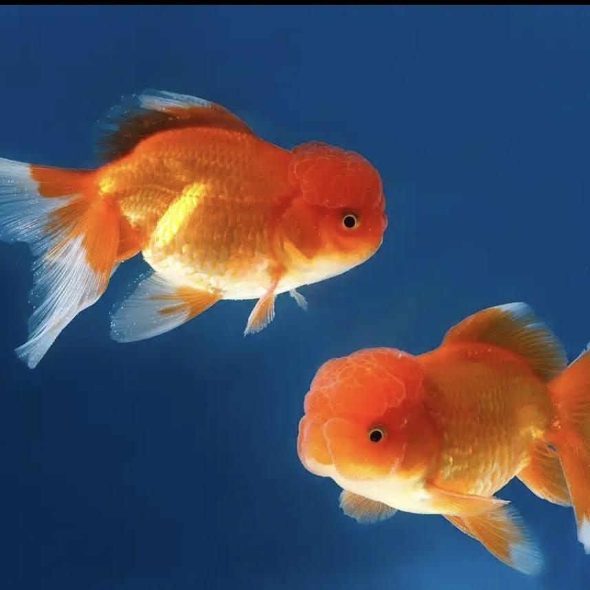 付博浣溪水产优品小铺