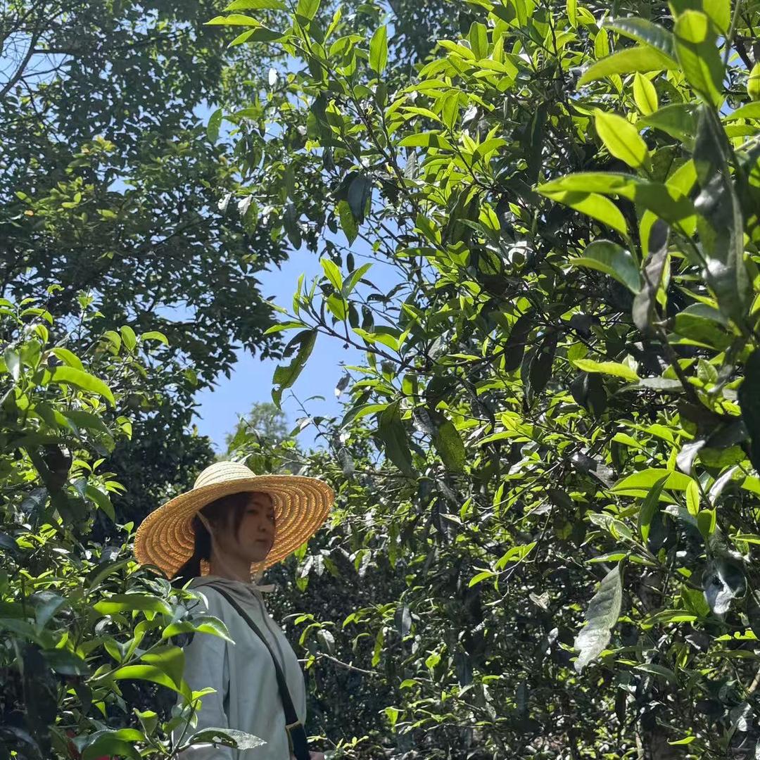 瑞茗祥（普洱茶）