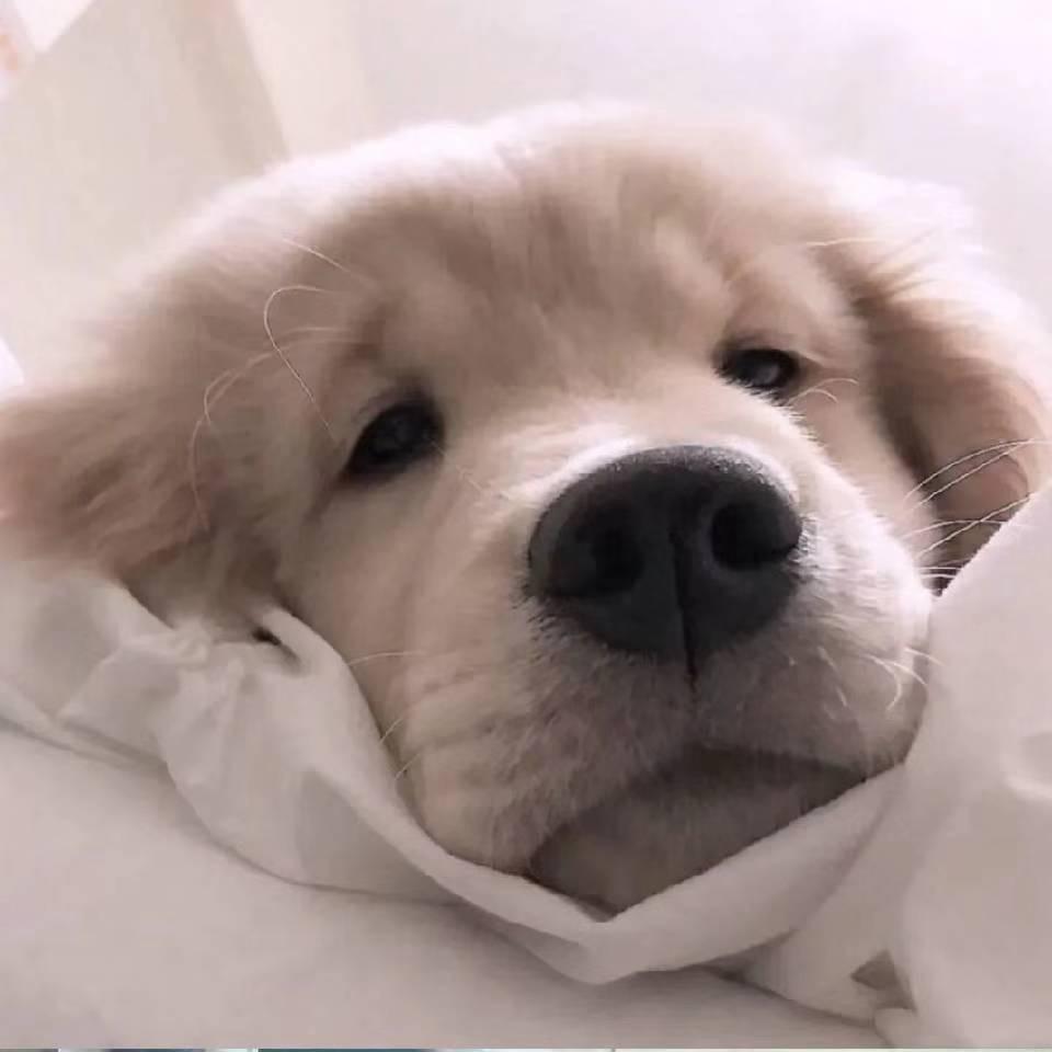 南
