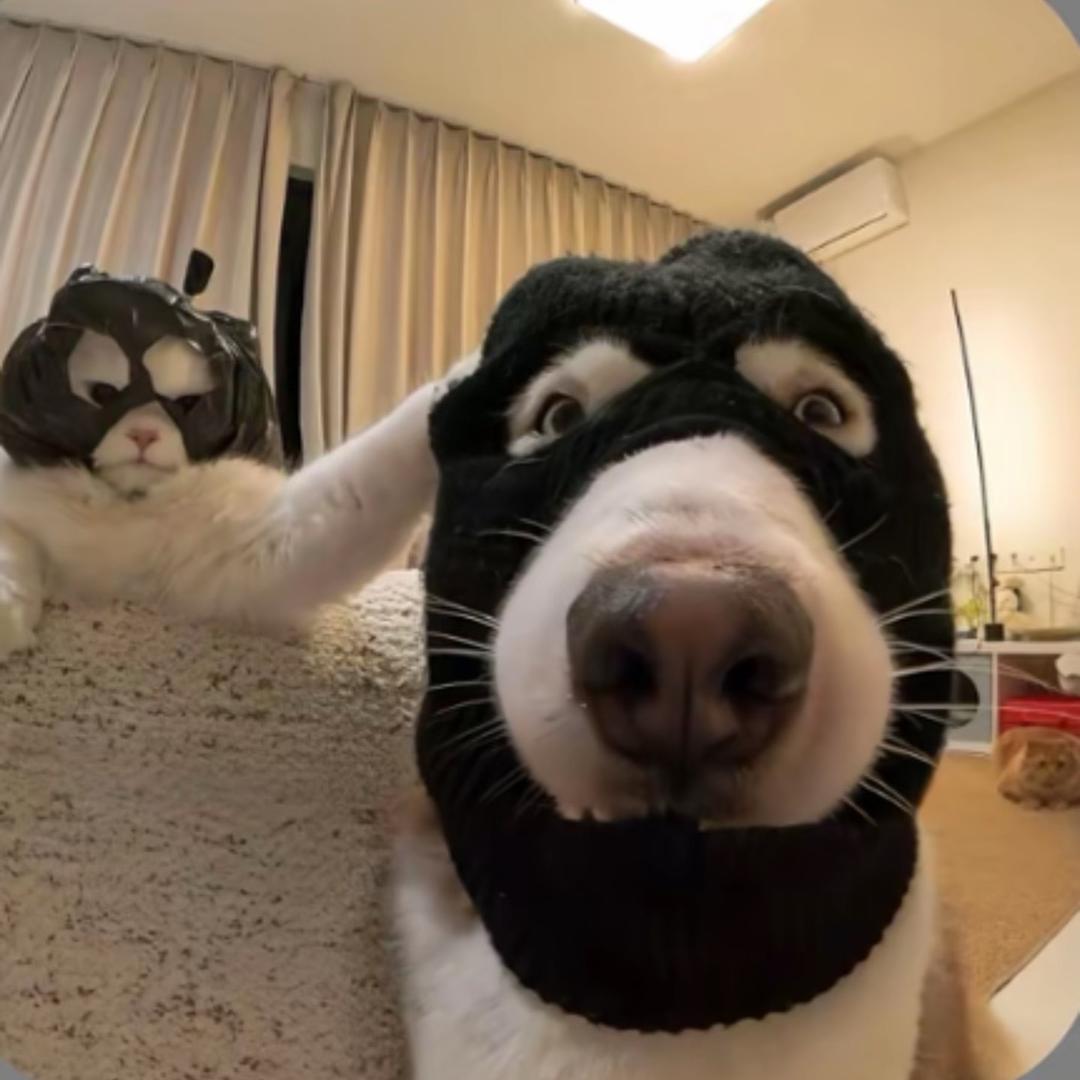 快乐小狗-