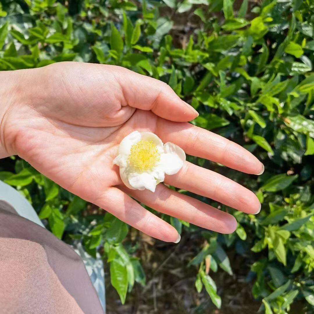 红拂莱福事麟