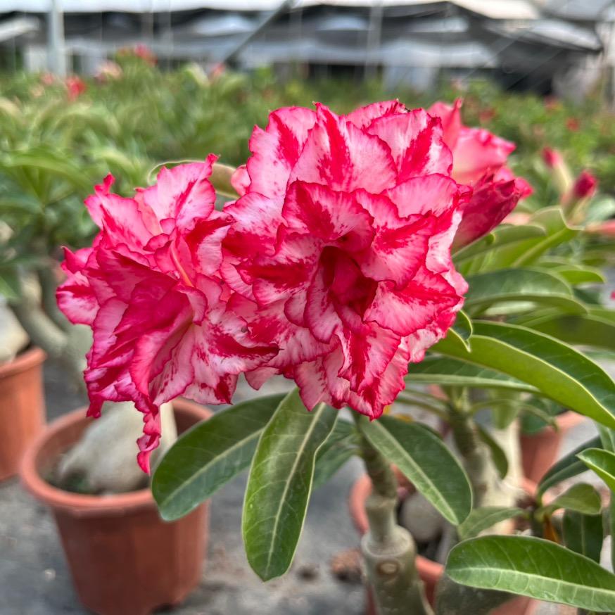 小英子花卉店