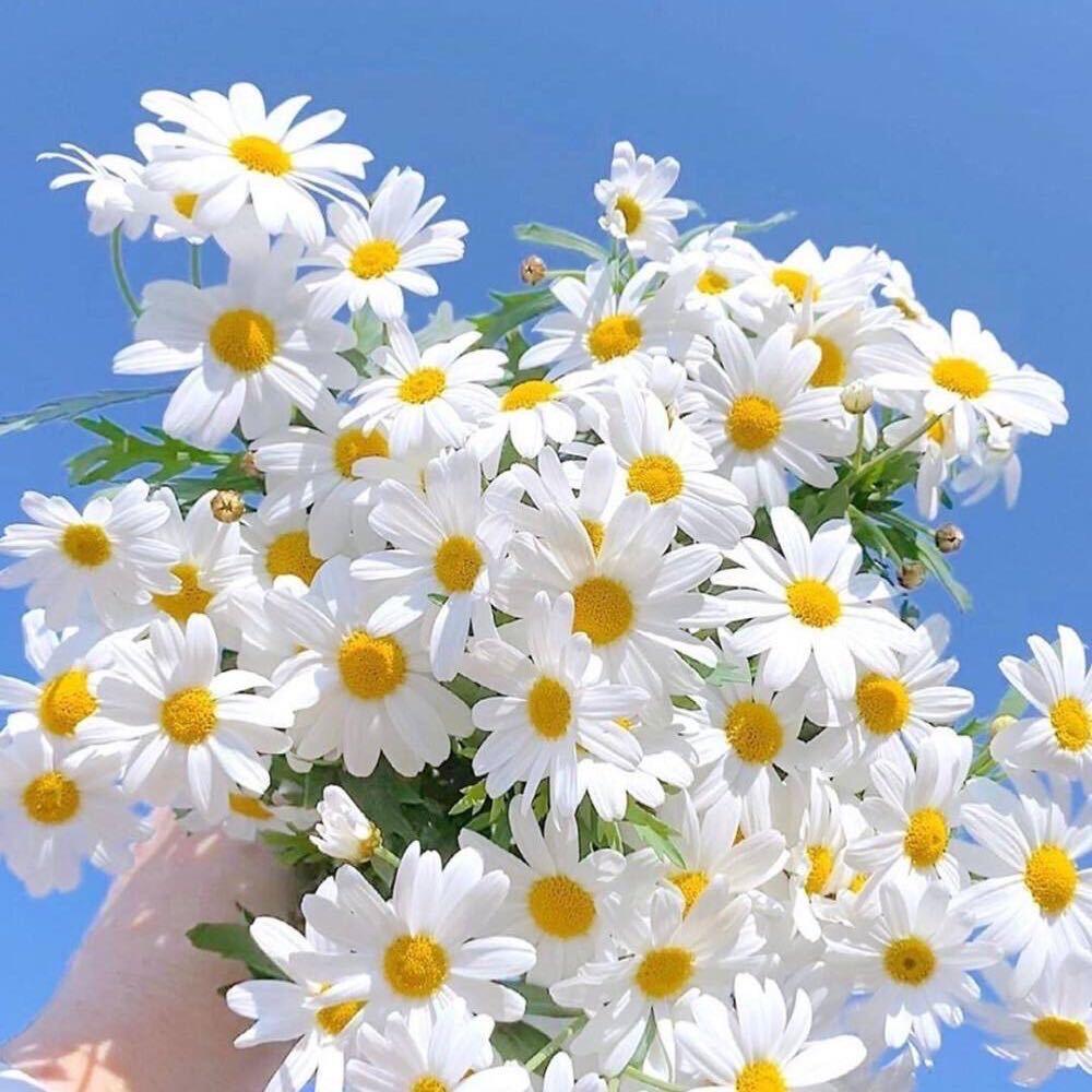 王哈哈🌼