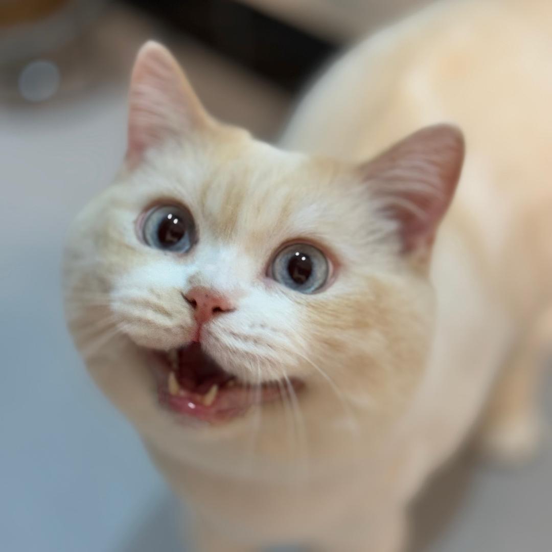 羊划船