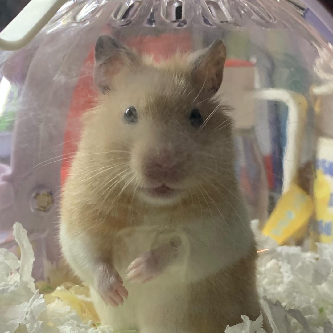 郭精豆它妈