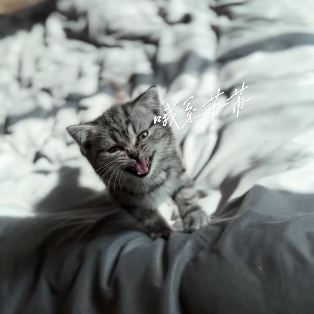 一只苏苏