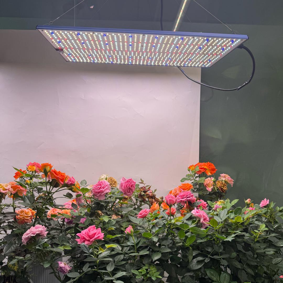 植物灯厂家