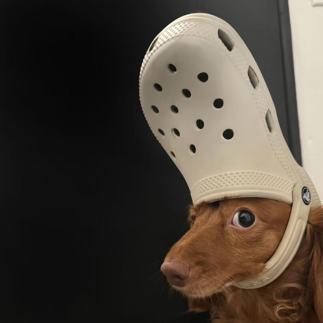 nopuppy