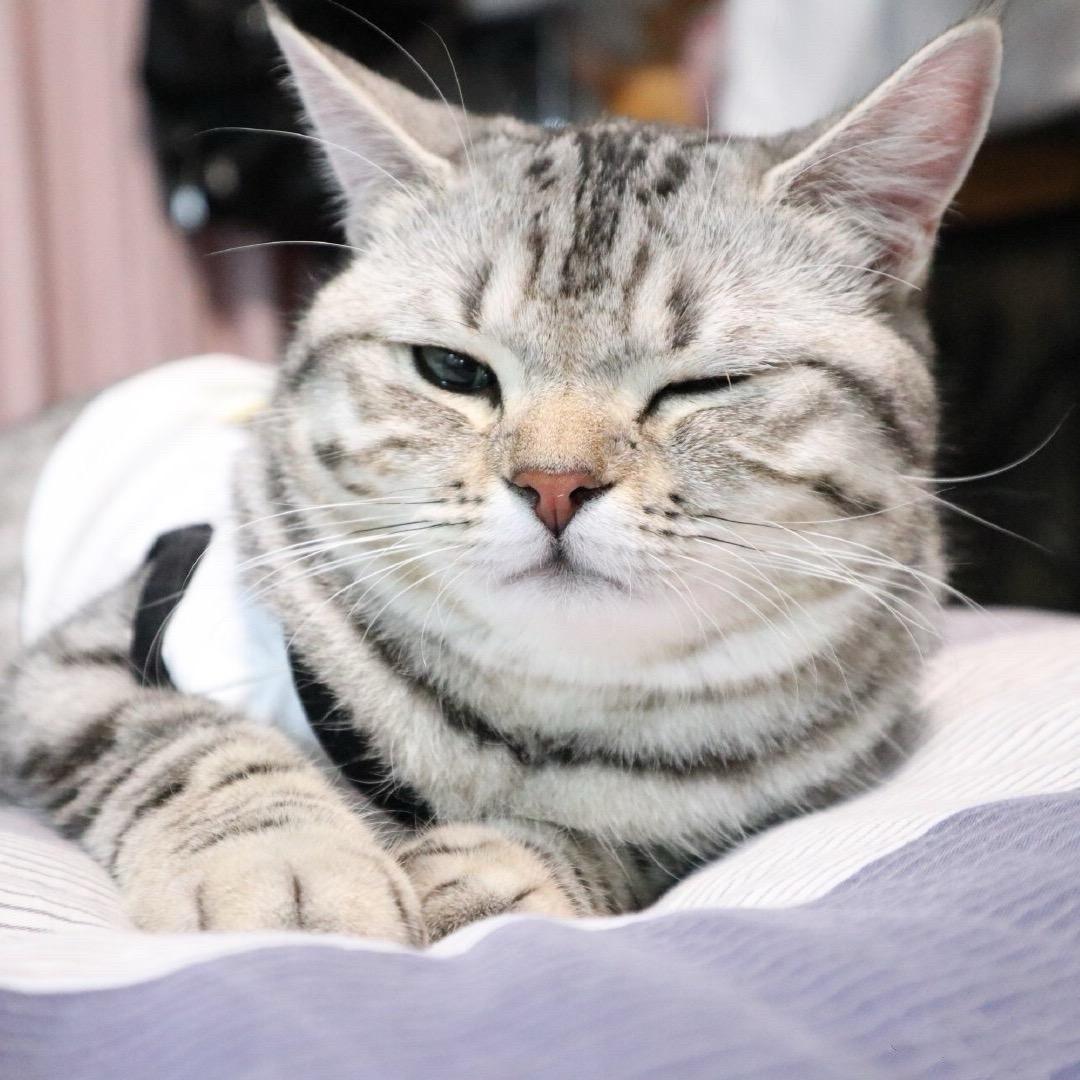 吃货煤球是只猫
