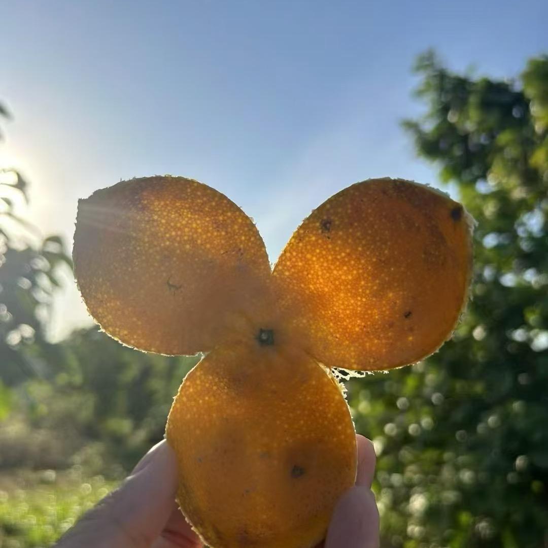 溯柑缘