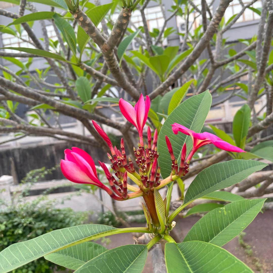 精诚所至 金石为开