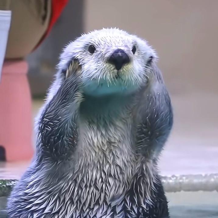 海獭抱石打盹