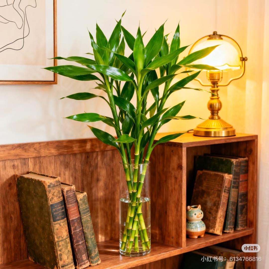 美美富贵竹批发