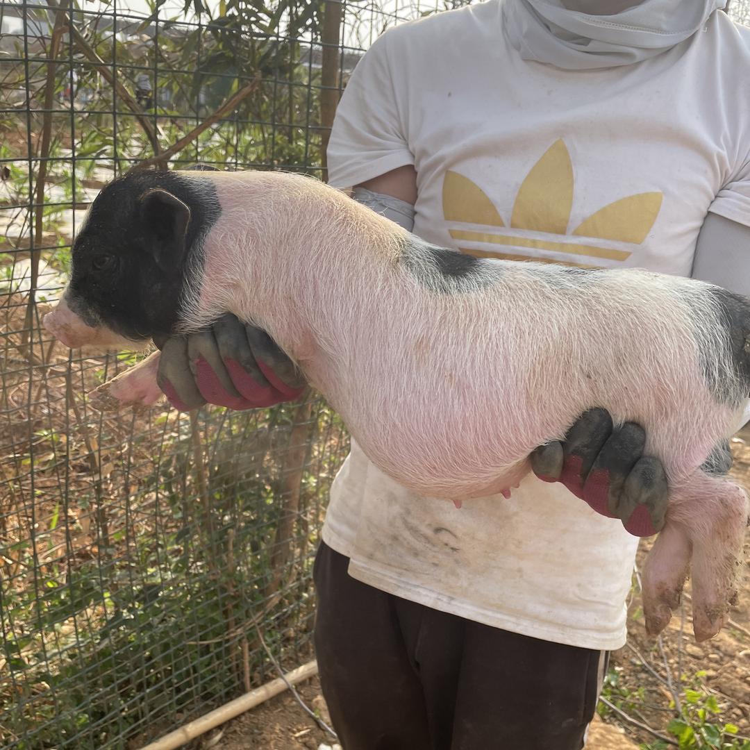 昆明滇野生态养殖•小香猪