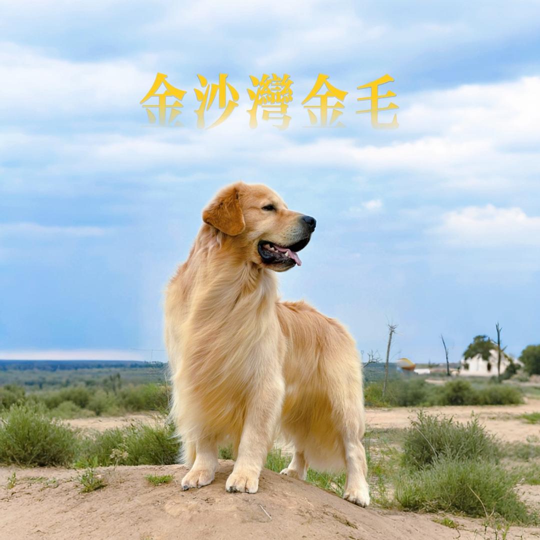 金沙湾金毛