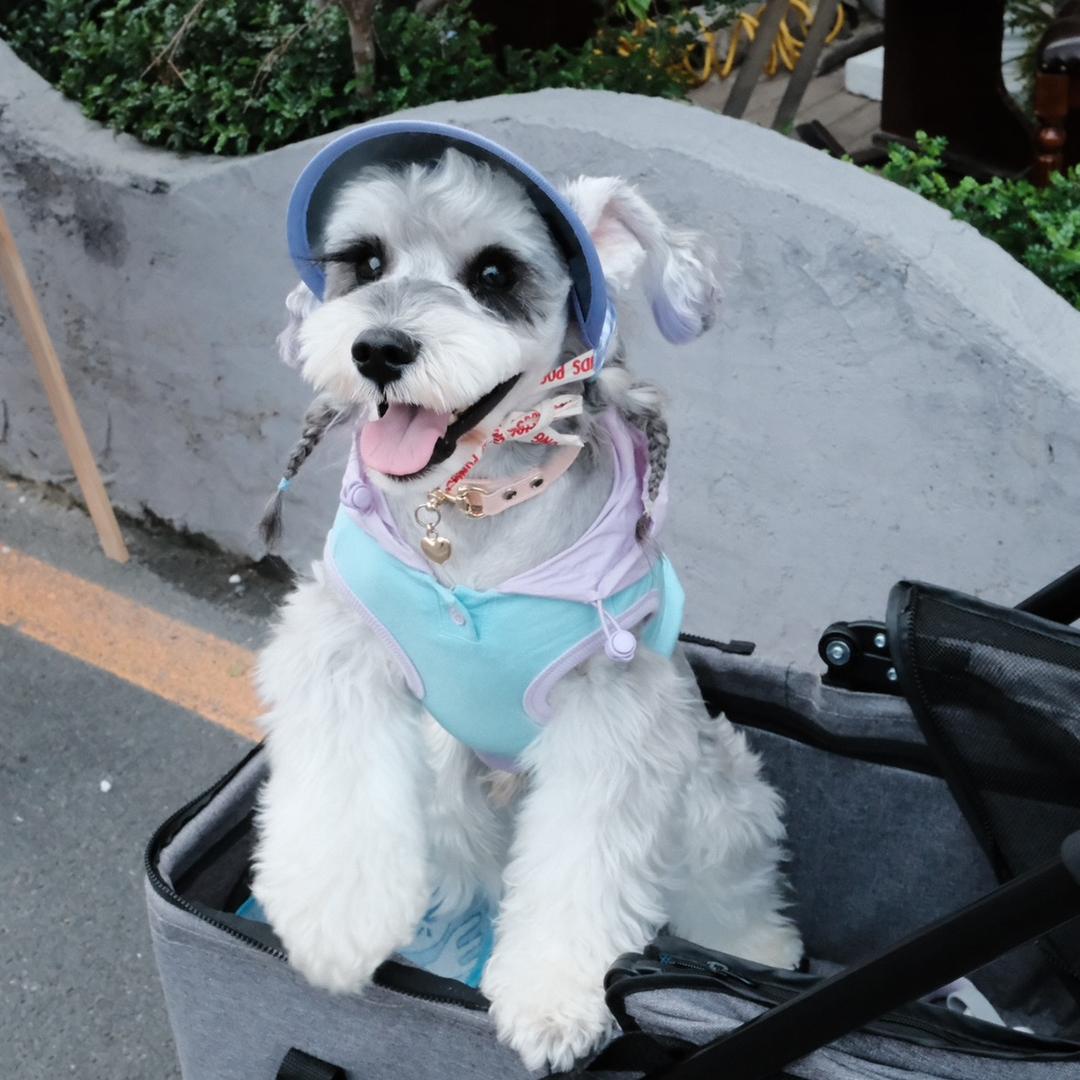 虎虎不emo😈