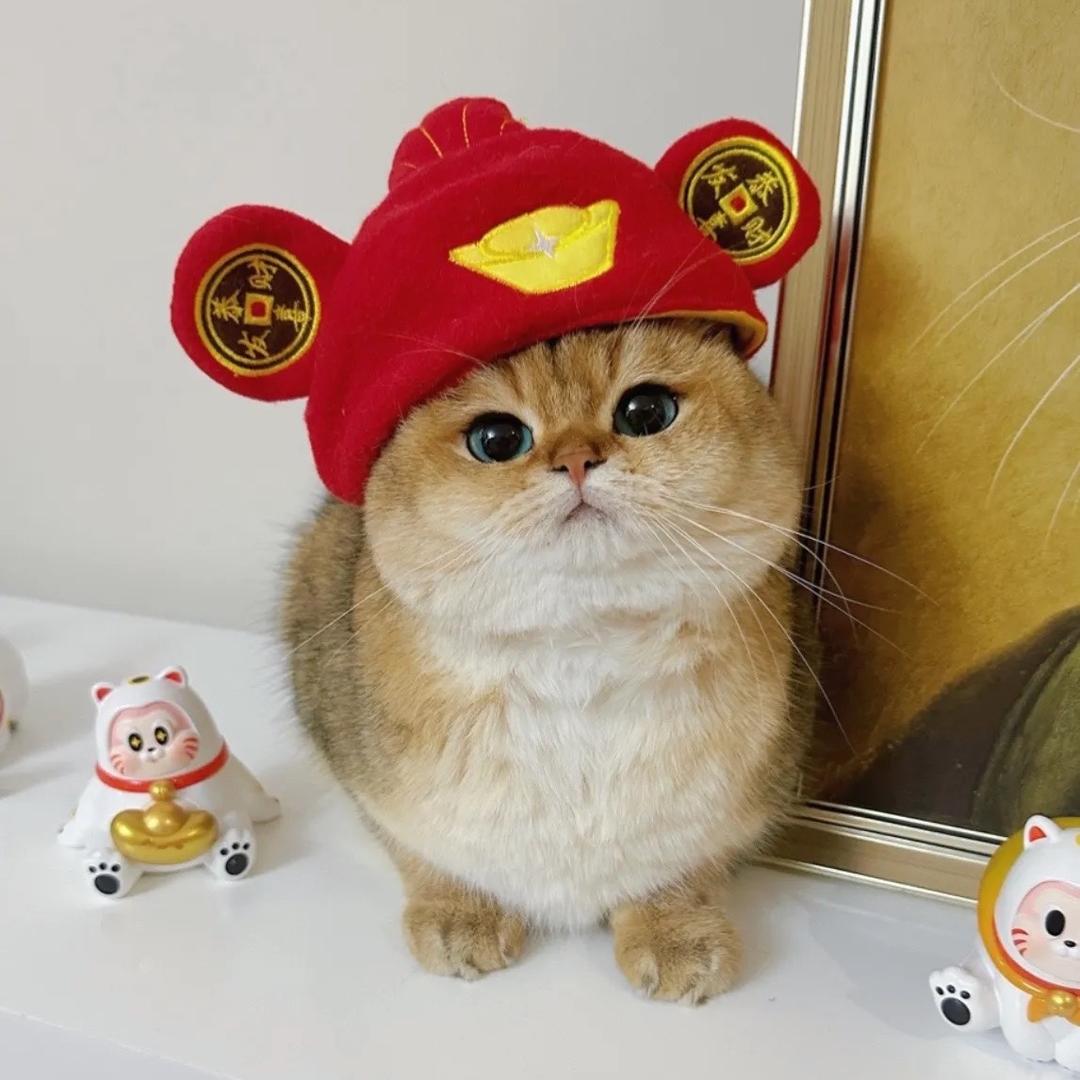 赵财猫😺～