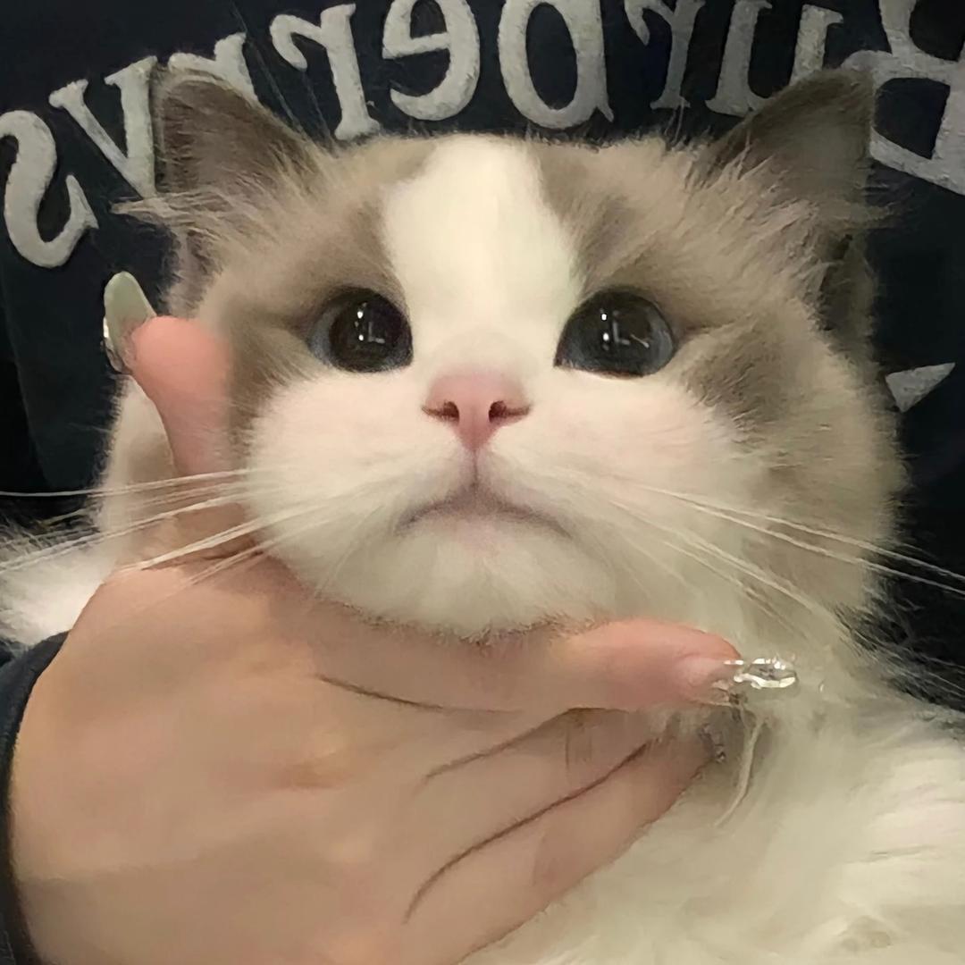Potato.