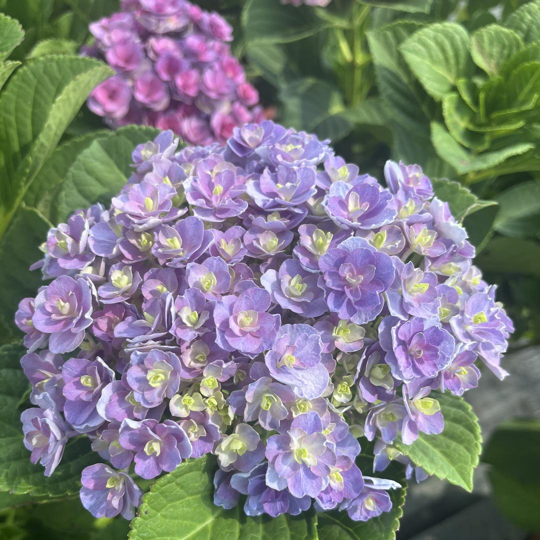 满庭芳花卉园