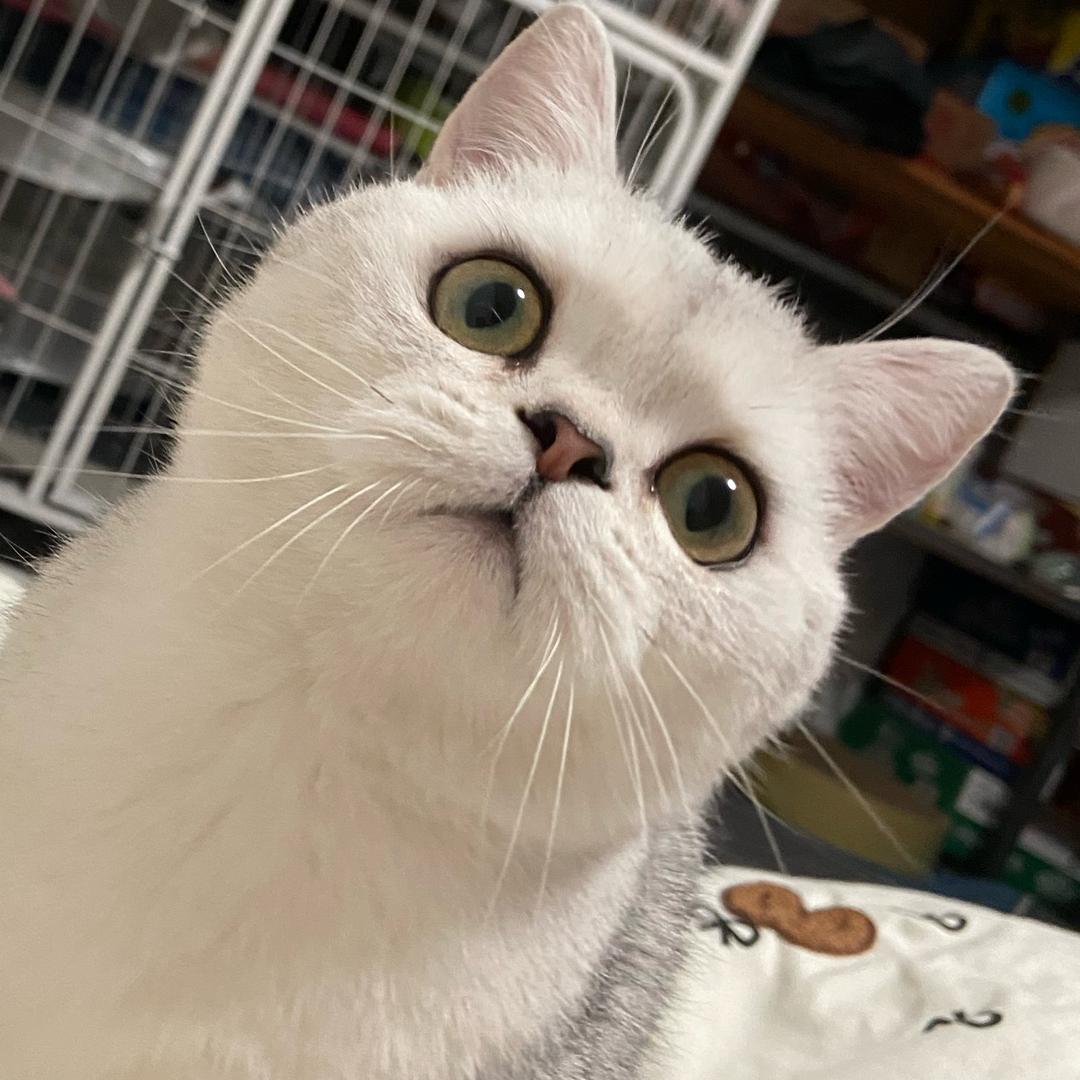 何必呐