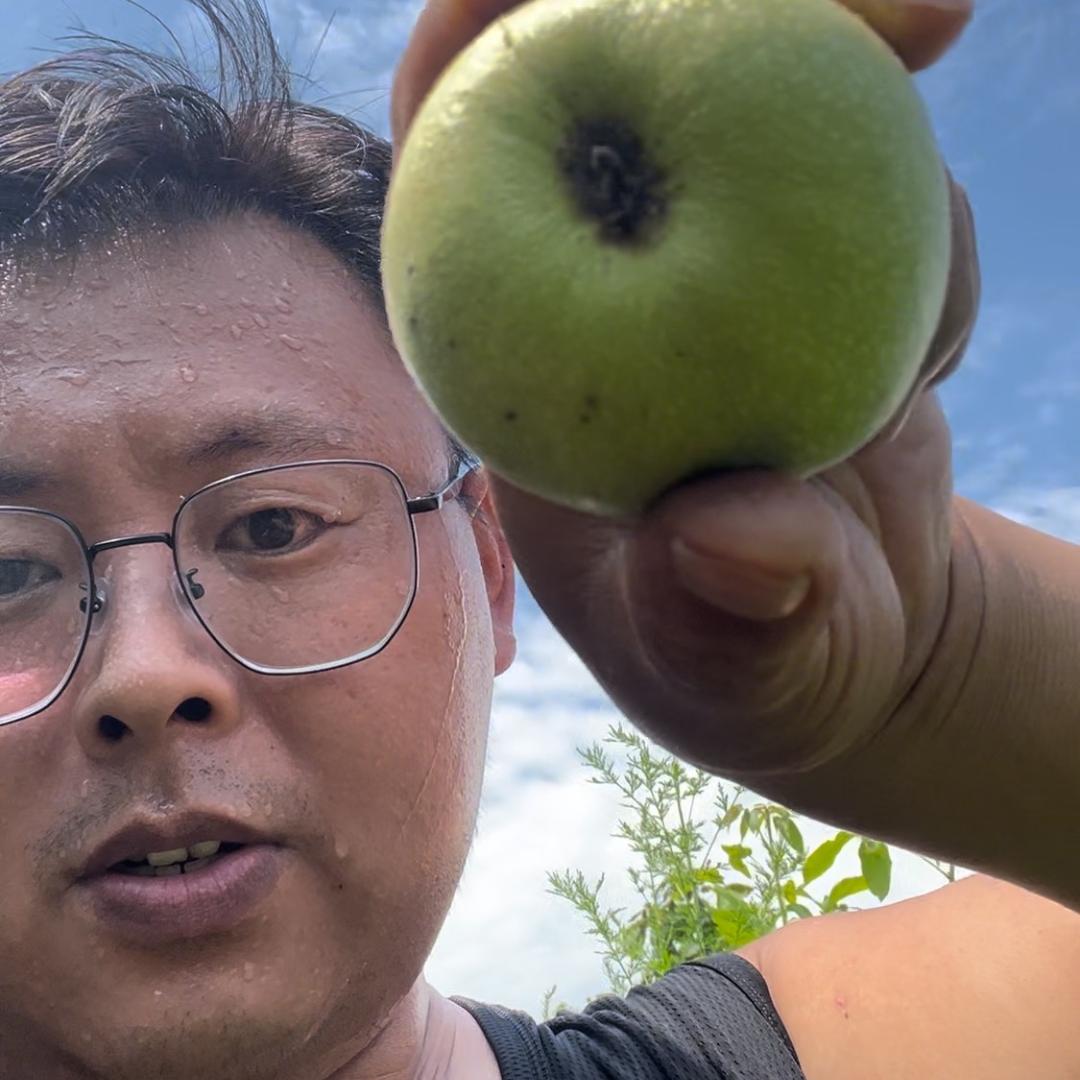 野核小胖