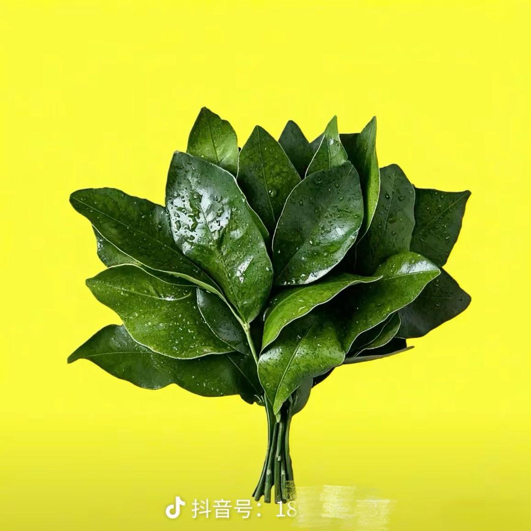 chenhuu