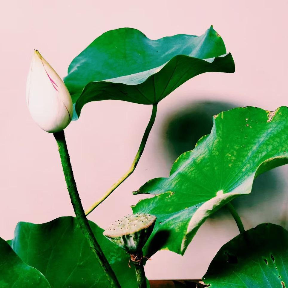 蓝莲花🪷