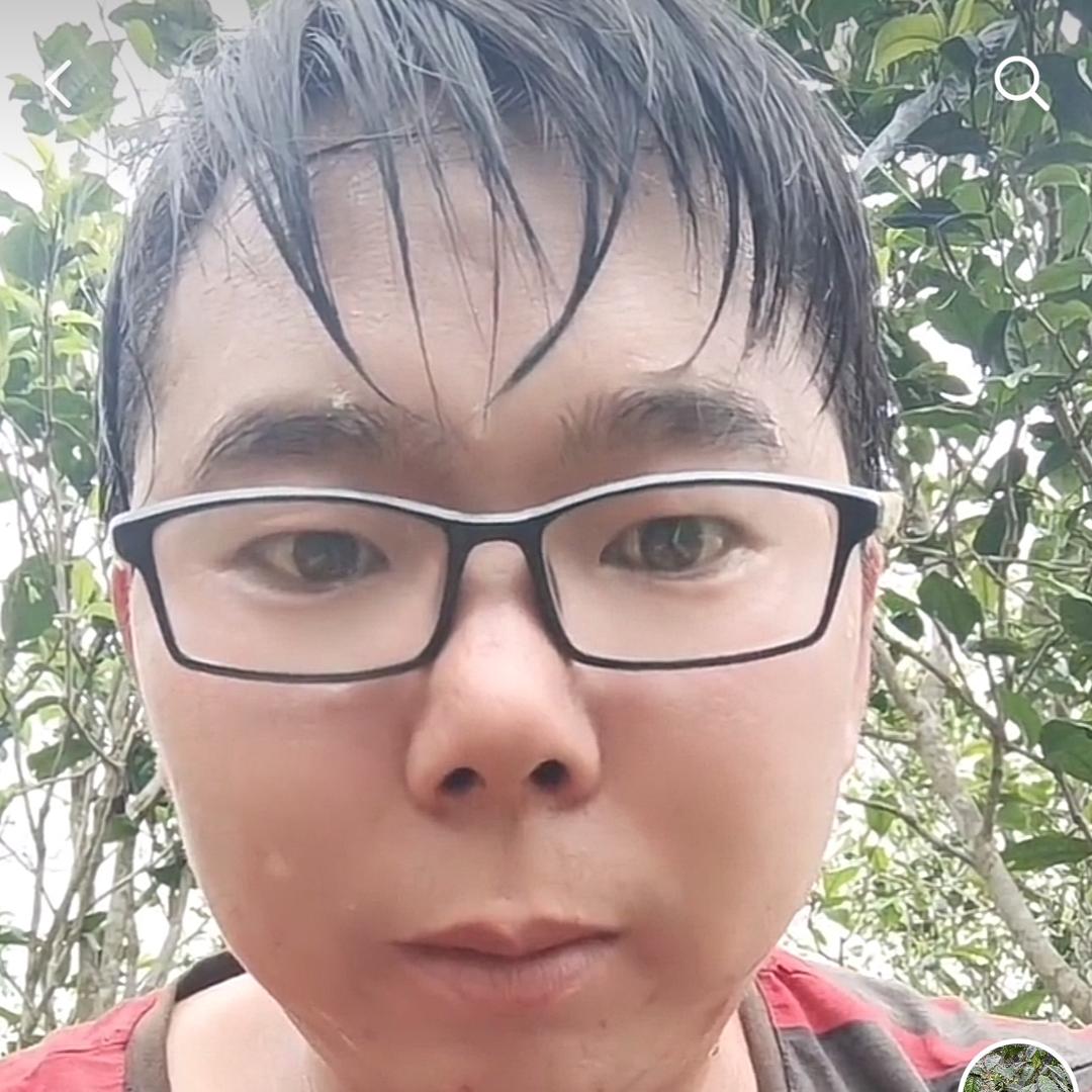 临沧缘有茶苗