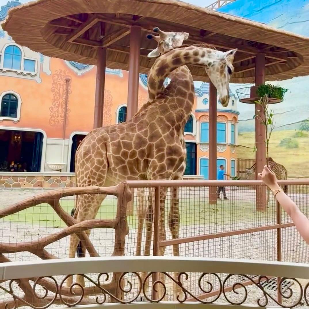 泉州欧乐堡长颈鹿庄园酒店小鹿管家