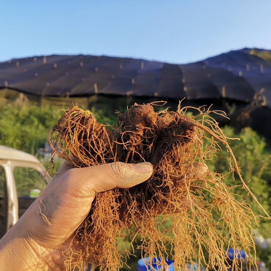 马关永伟中药材种植园