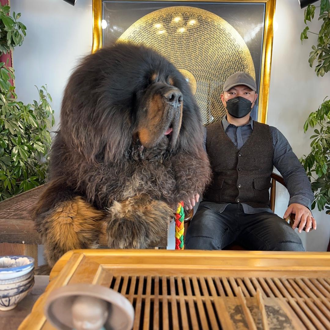 铁包金 獒王