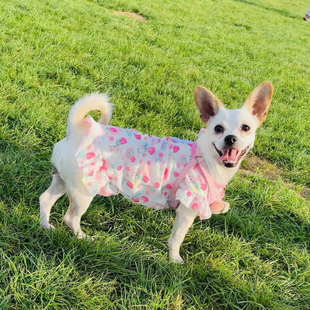 豆豆有点甜（一家四口🐶）