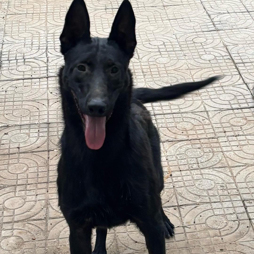 随缘弘扬Cku犬舍