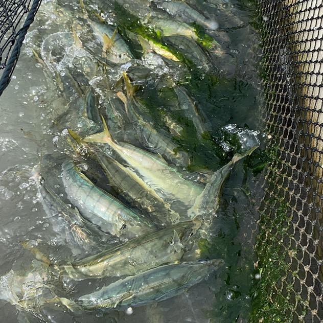 海发云东水产