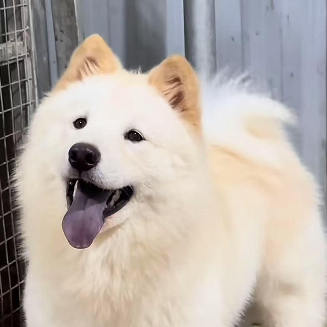 土松田园犬
