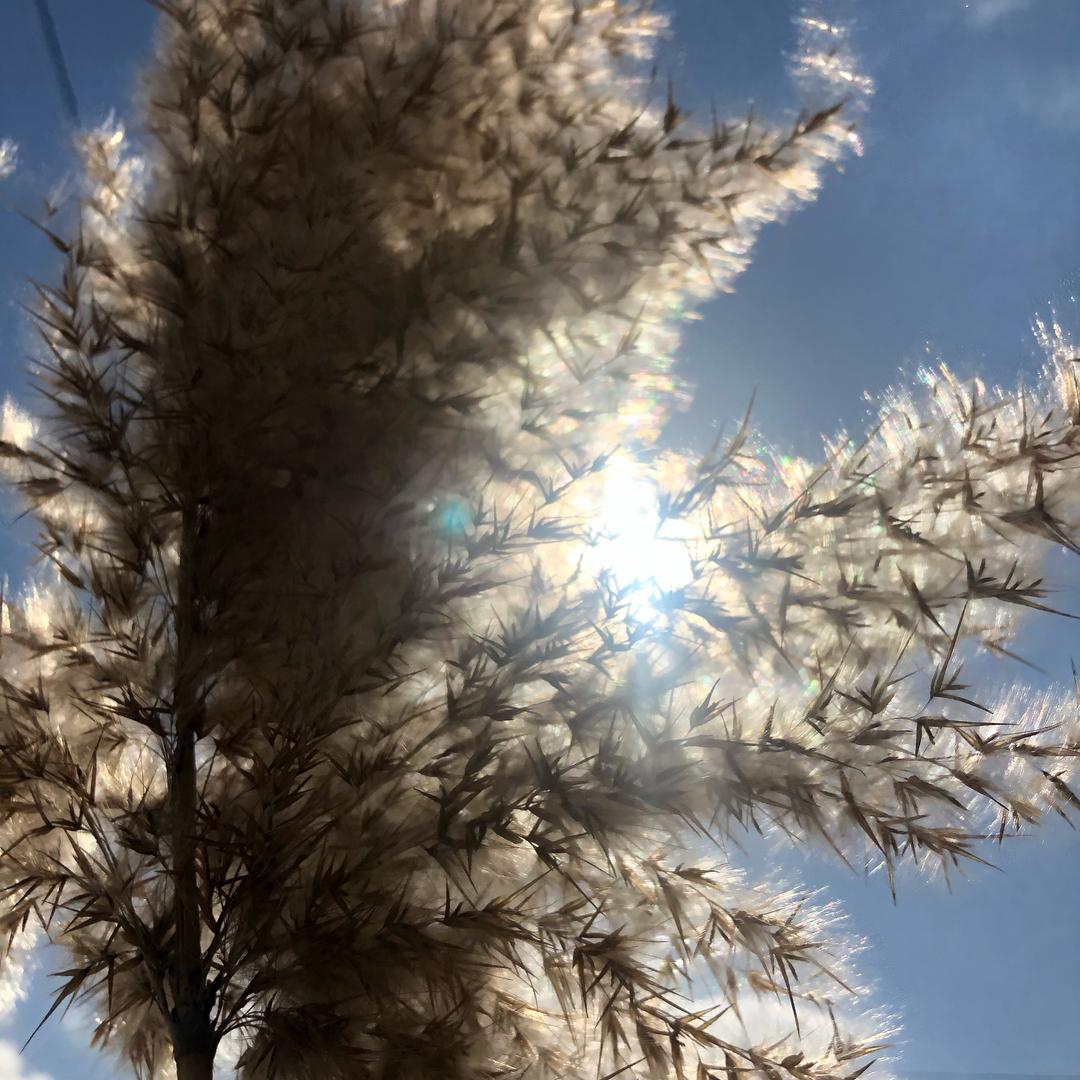 也是小黄鸭不行