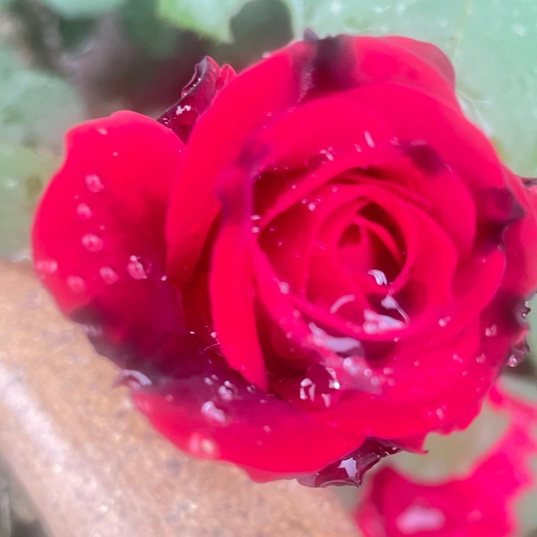 🌈小娟🌈（拒绝连赞连赞拉黑）