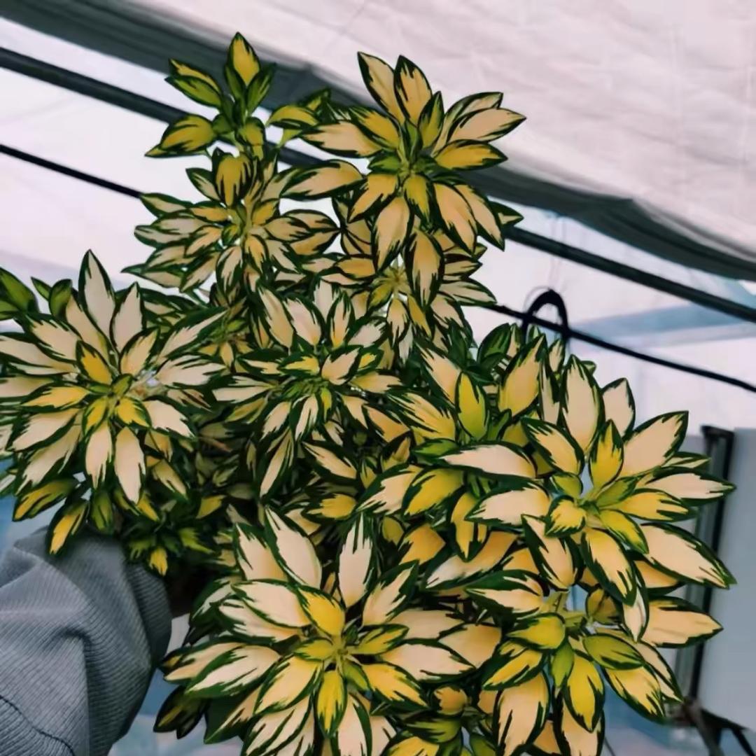 豌豆小射手绿植