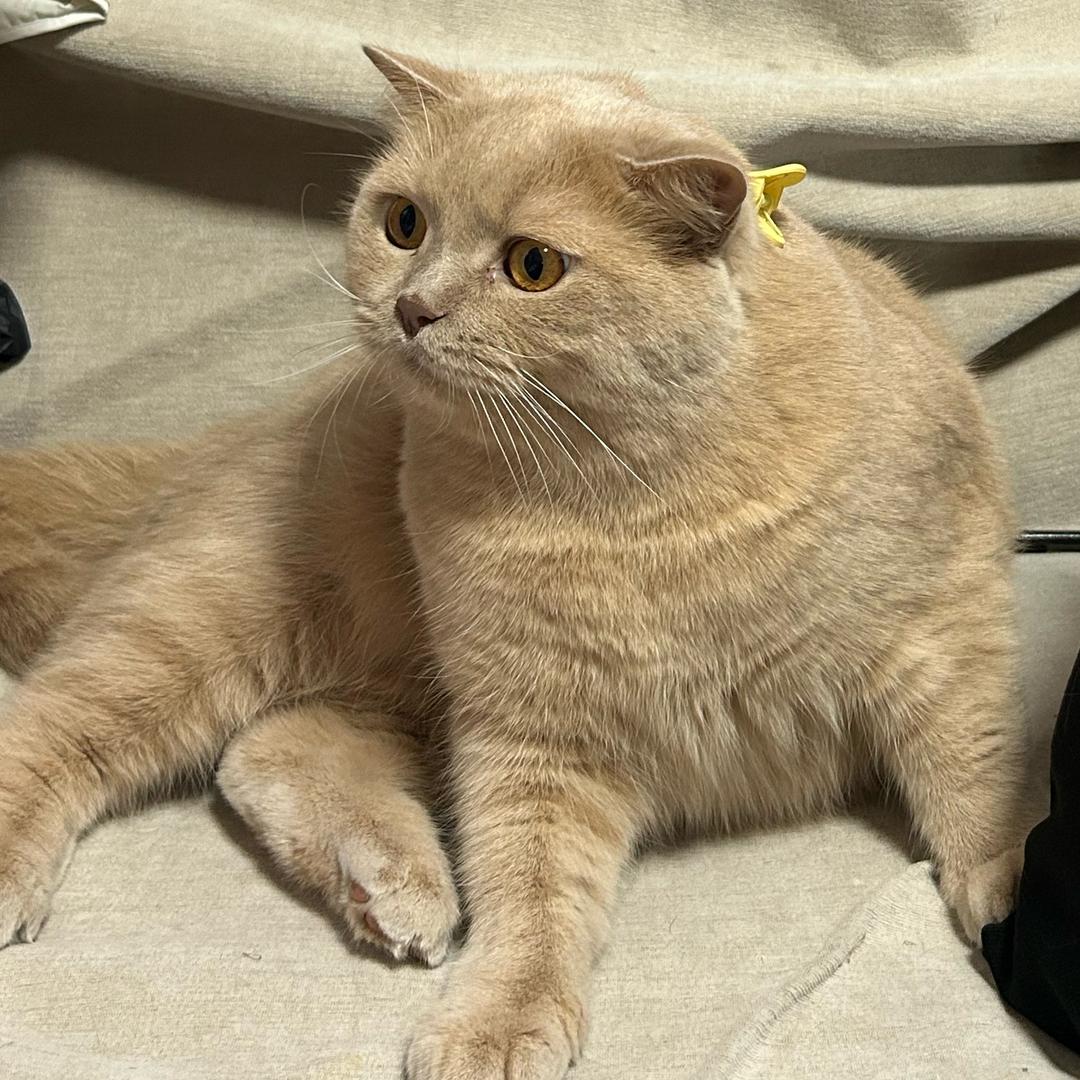 猪儿是只喵