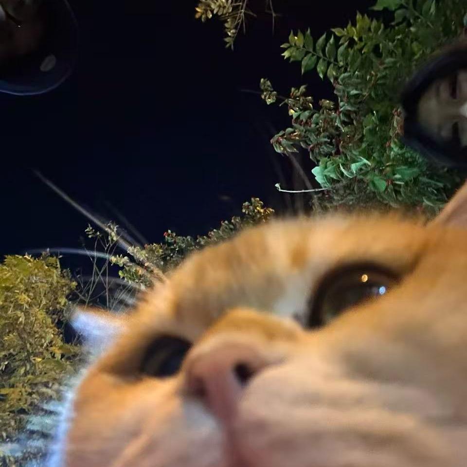 lucky是猫不是狗