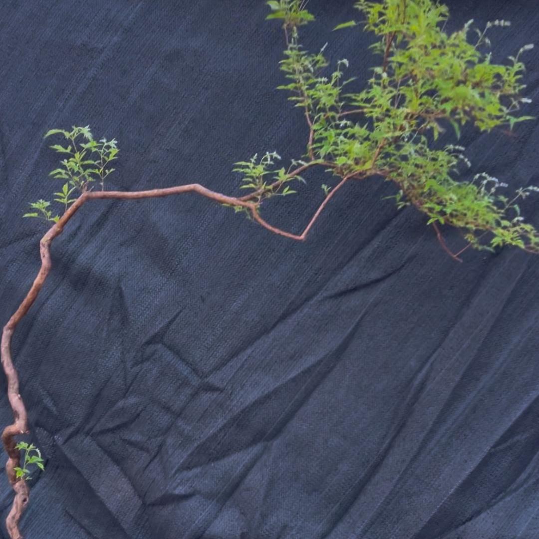胖二绿植