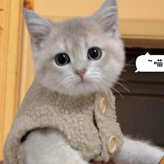 乐淘淘猫舍