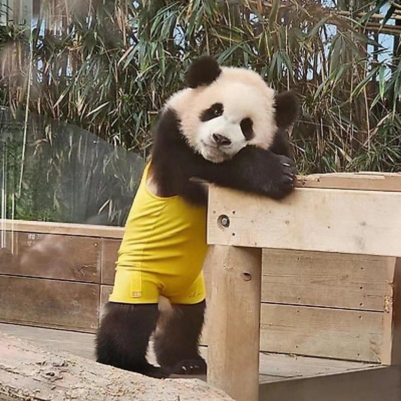 Panda姐妹花🐼