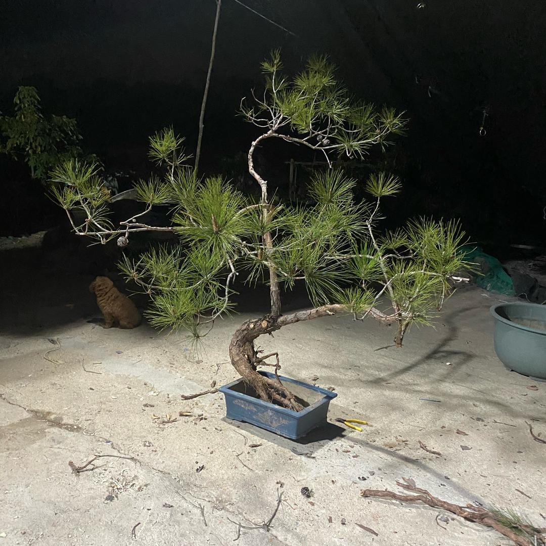 “南塘”双眼皮《陳乐仔