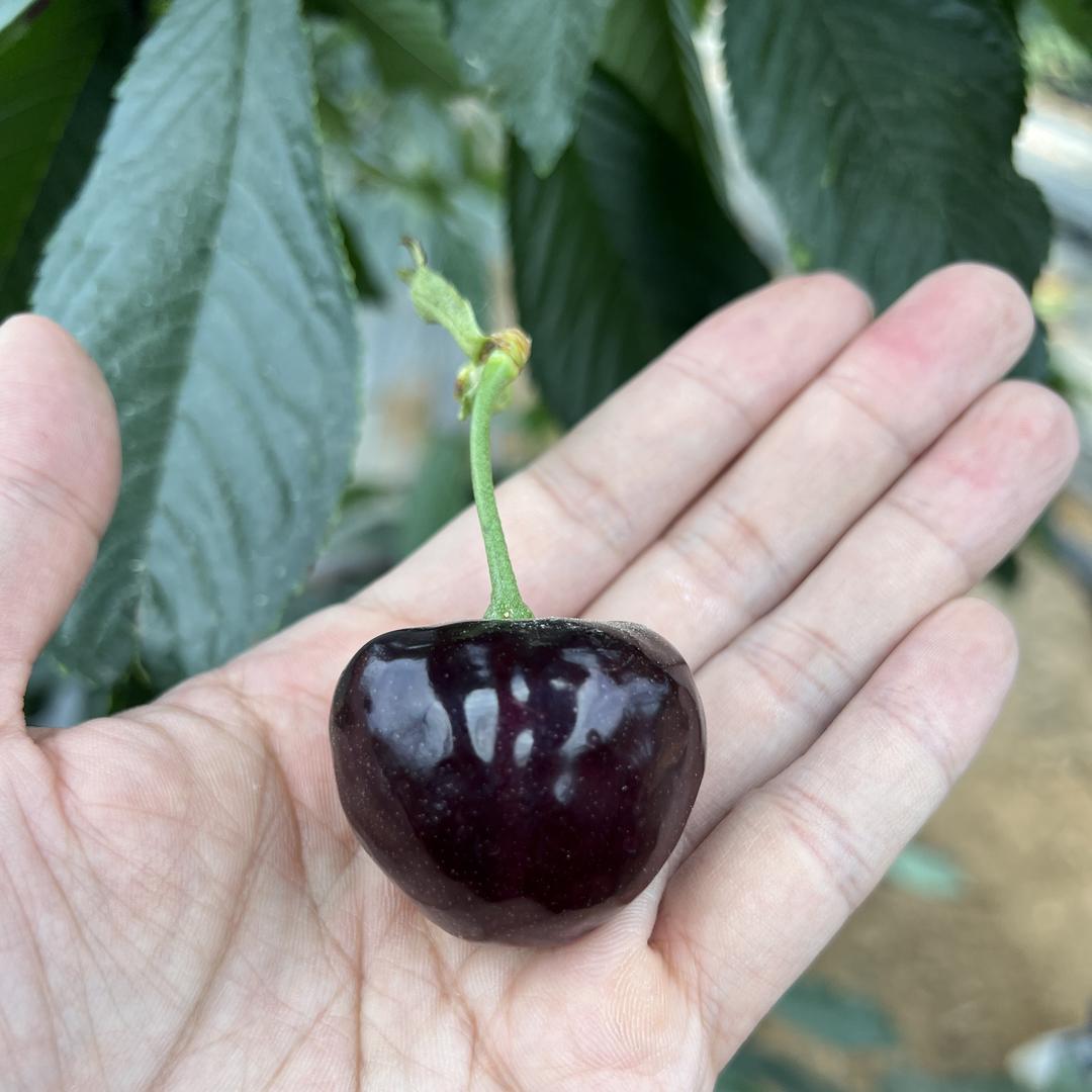 樱帅得鲜电子商务果蔬专卖店