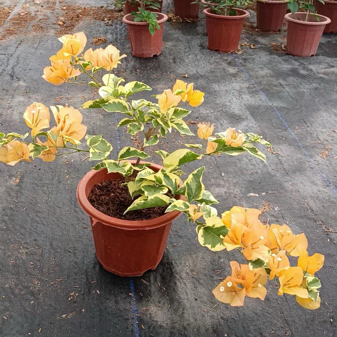 遇见花卉园艺场