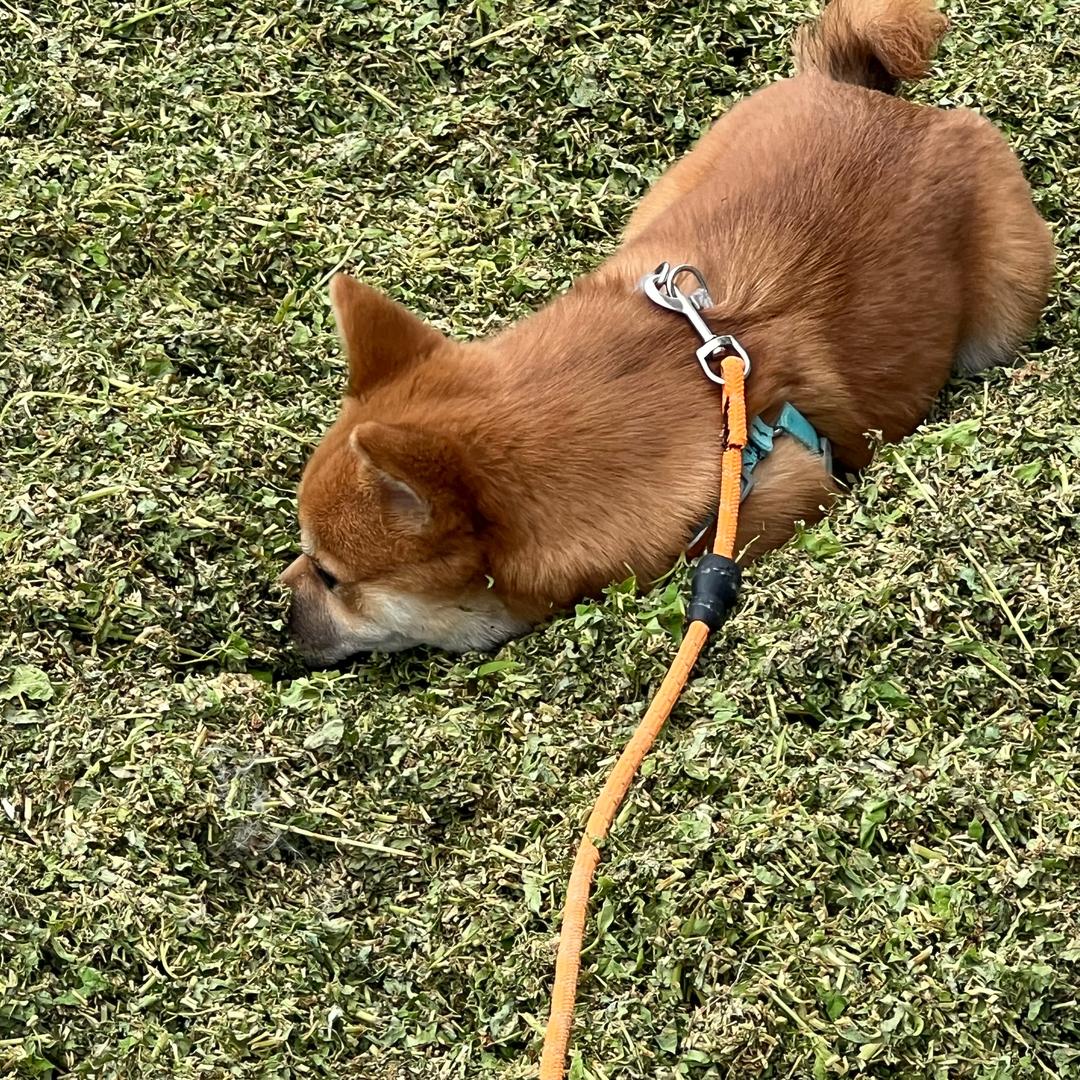 @猛踹瘸子那条好腿