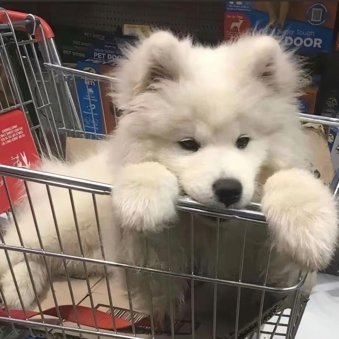 白自信